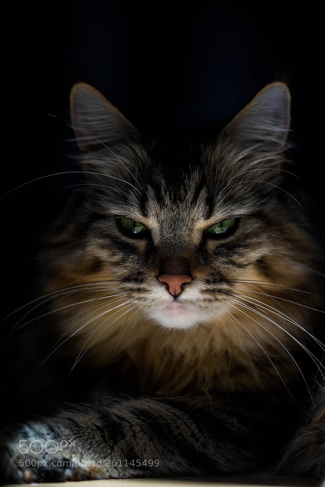 Canon EOS 5D Mark IV sample photo. A little witch (bhargo) photography