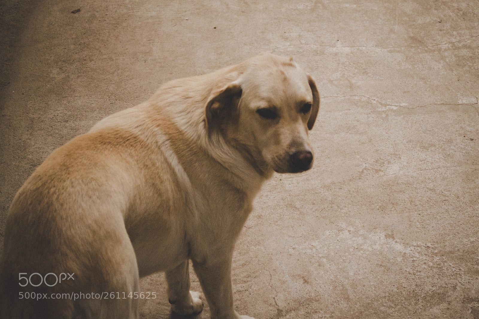 Nikon D3100 sample photo. Eva dog photography
