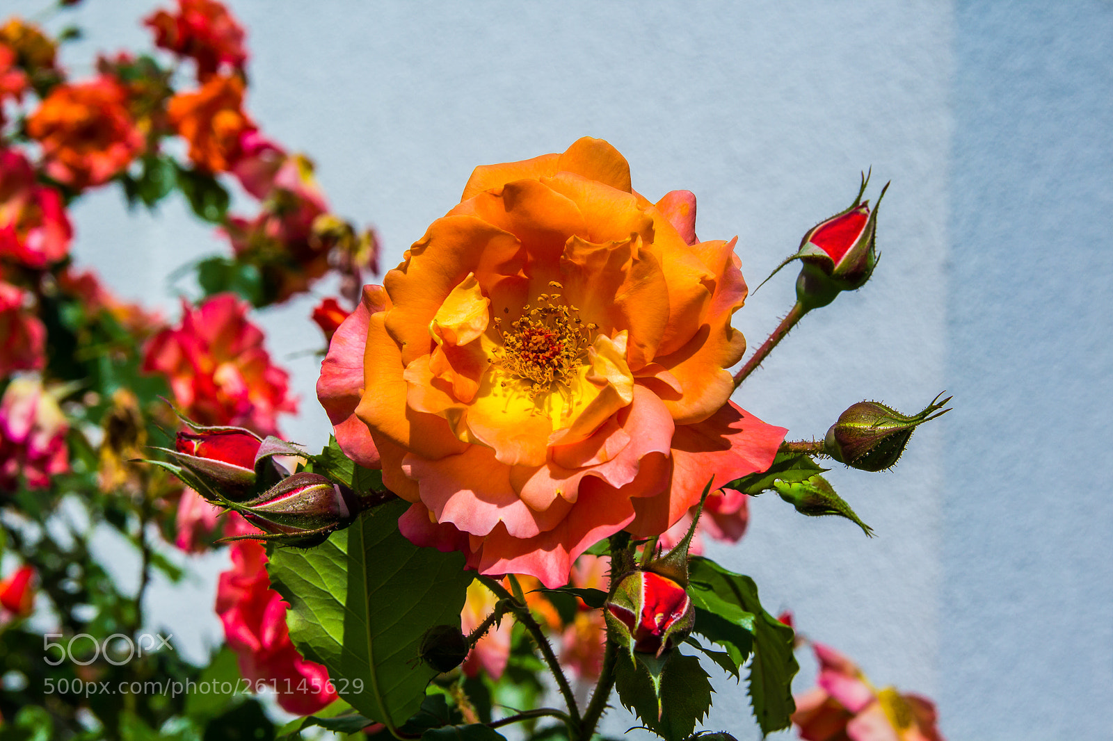 Canon EOS 1200D (EOS Rebel T5 / EOS Kiss X70 / EOS Hi) sample photo. Rose photography
