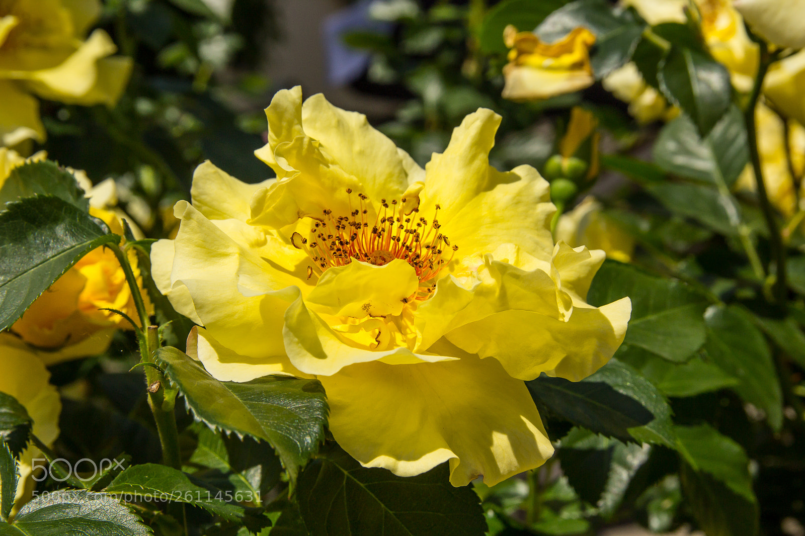 Canon EOS 1200D (EOS Rebel T5 / EOS Kiss X70 / EOS Hi) sample photo. Rose photography