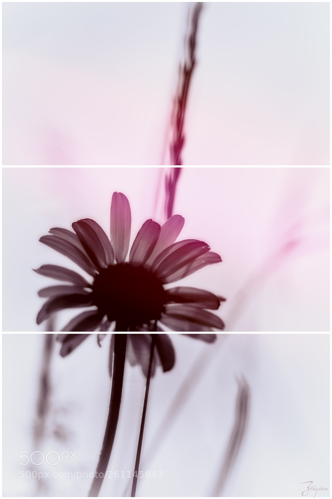 Canon EOS 600D (Rebel EOS T3i / EOS Kiss X5) sample photo. Marguerite en triptyque. photography