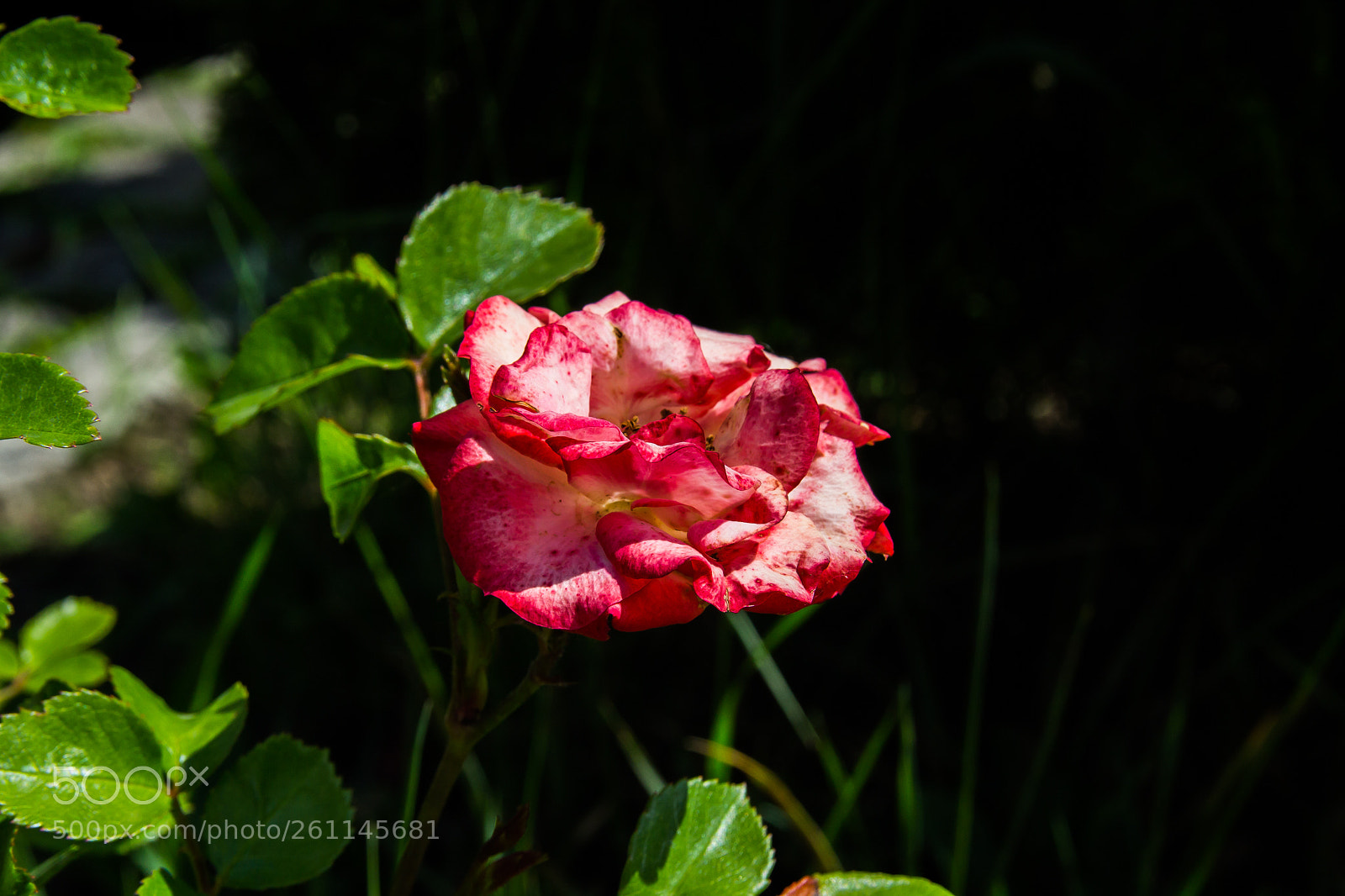 Canon EOS 1200D (EOS Rebel T5 / EOS Kiss X70 / EOS Hi) sample photo. Rose photography
