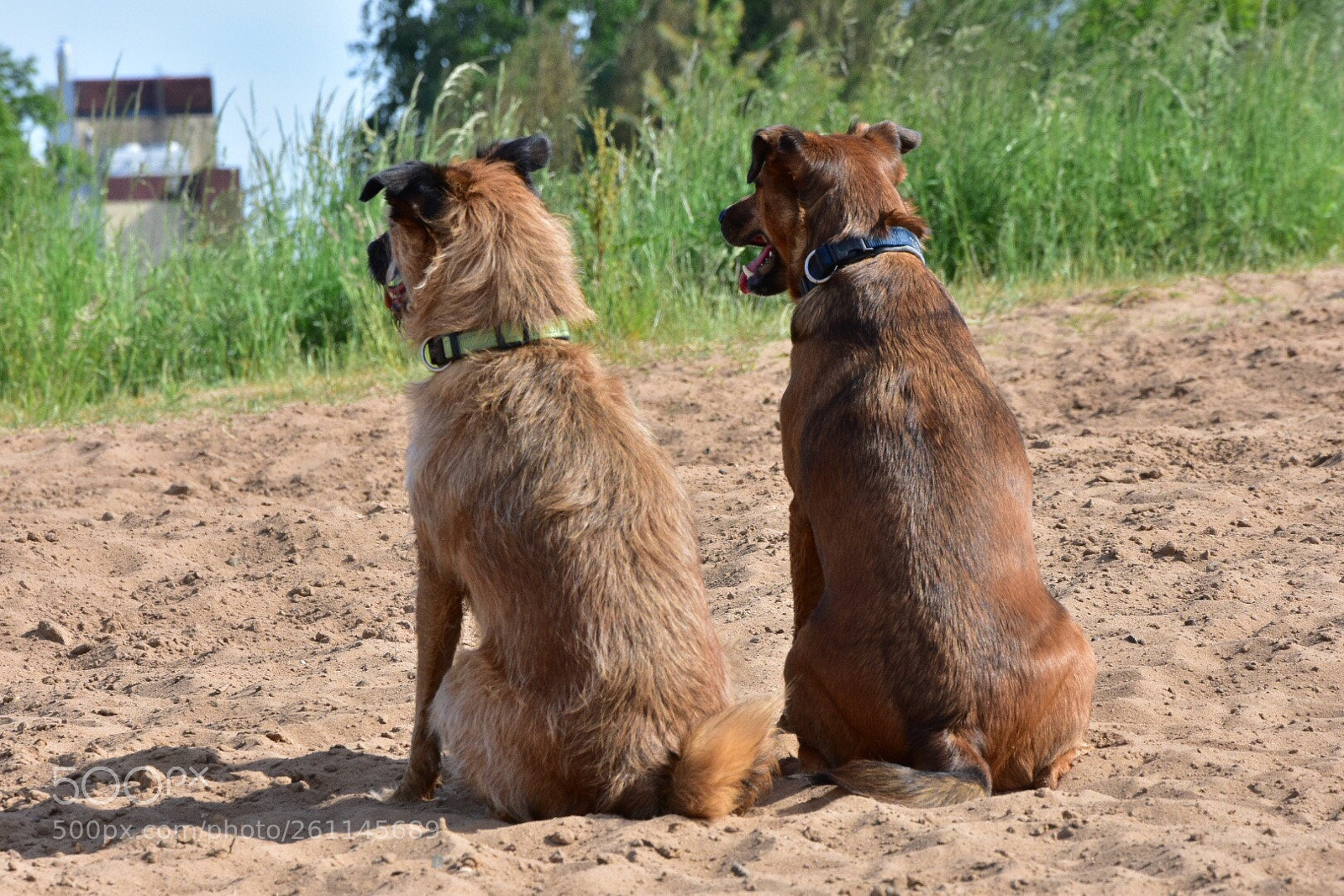 Nikon D7200 sample photo. Brothers photography