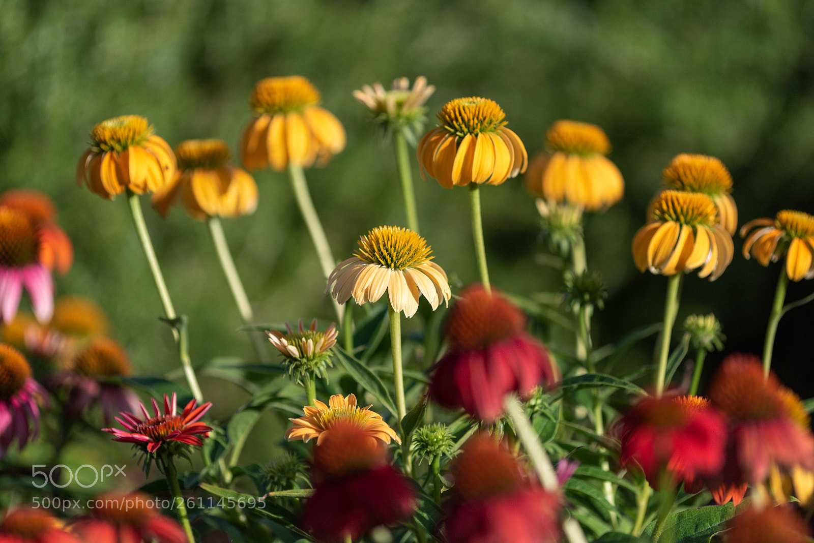 Nikon D810 sample photo. Flowers photography