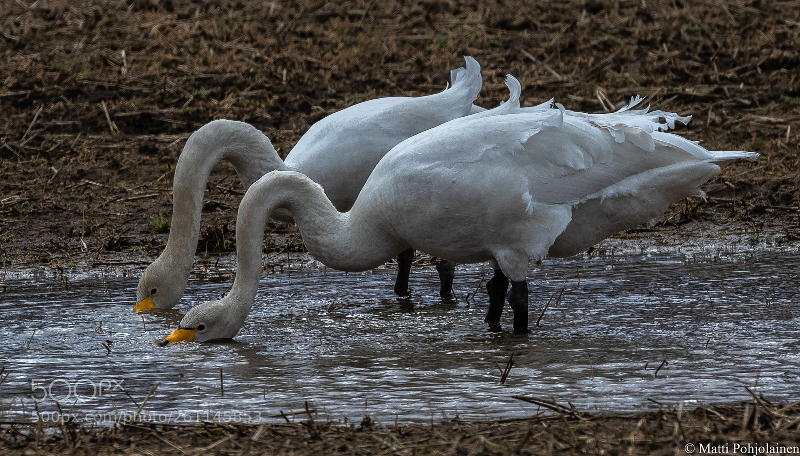 Canon EOS 7D Mark II sample photo. Side by side photography