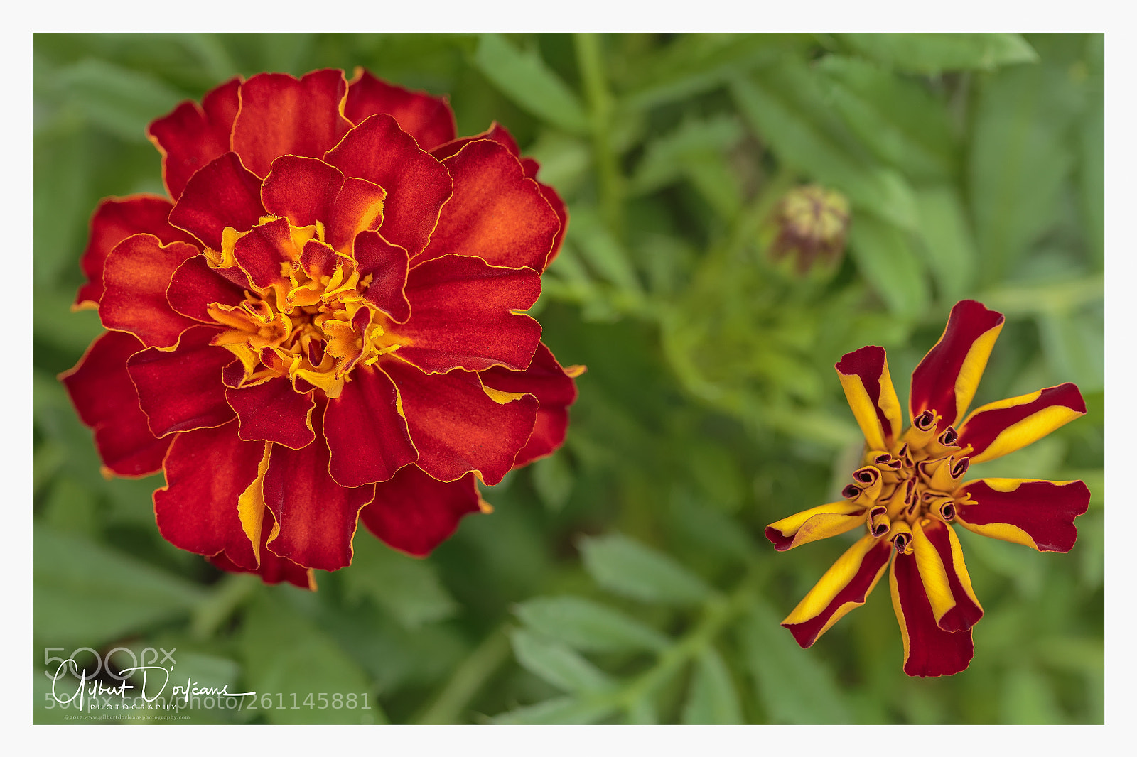 Canon EOS 6D sample photo. Flowers photography