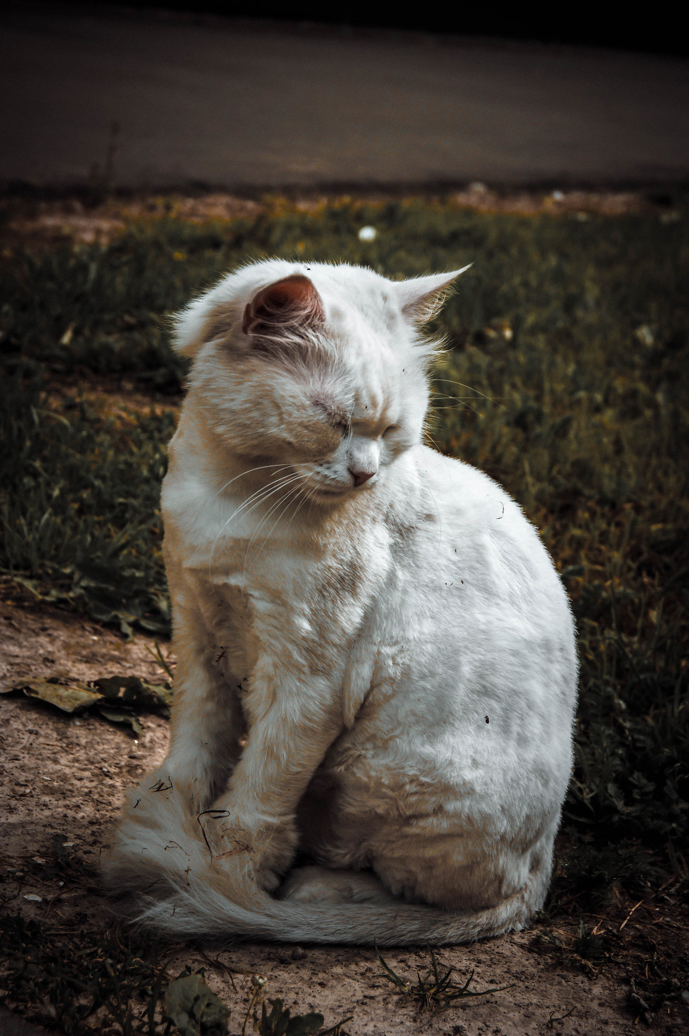 Sony Alpha DSLR-A290 sample photo. Cat photography