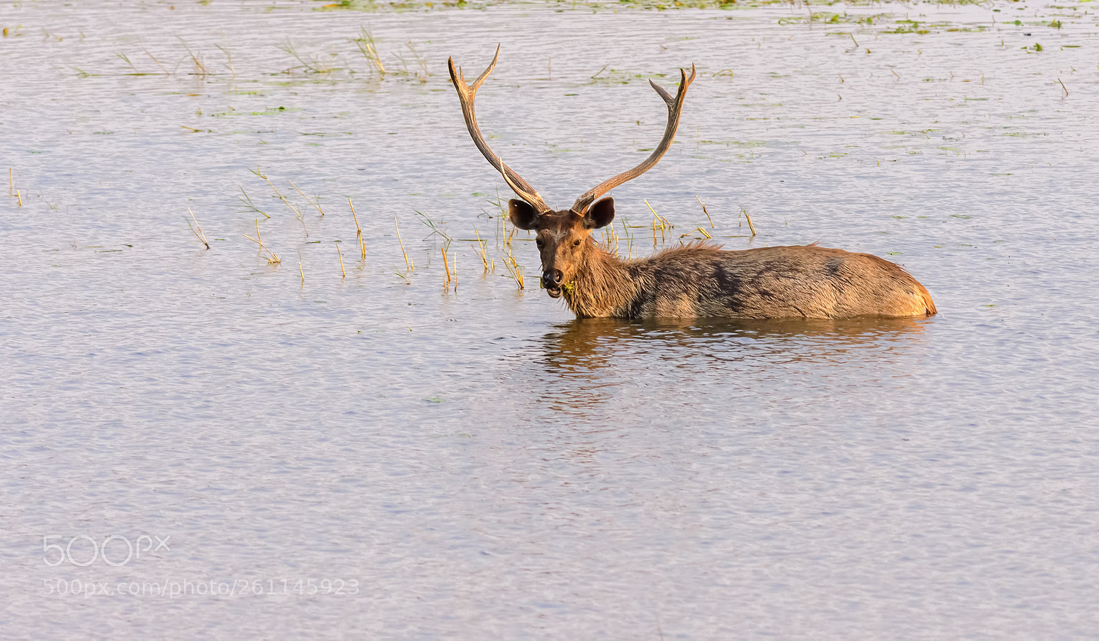 Nikon D7200 sample photo. Sambar deer, rusa unicolor photography