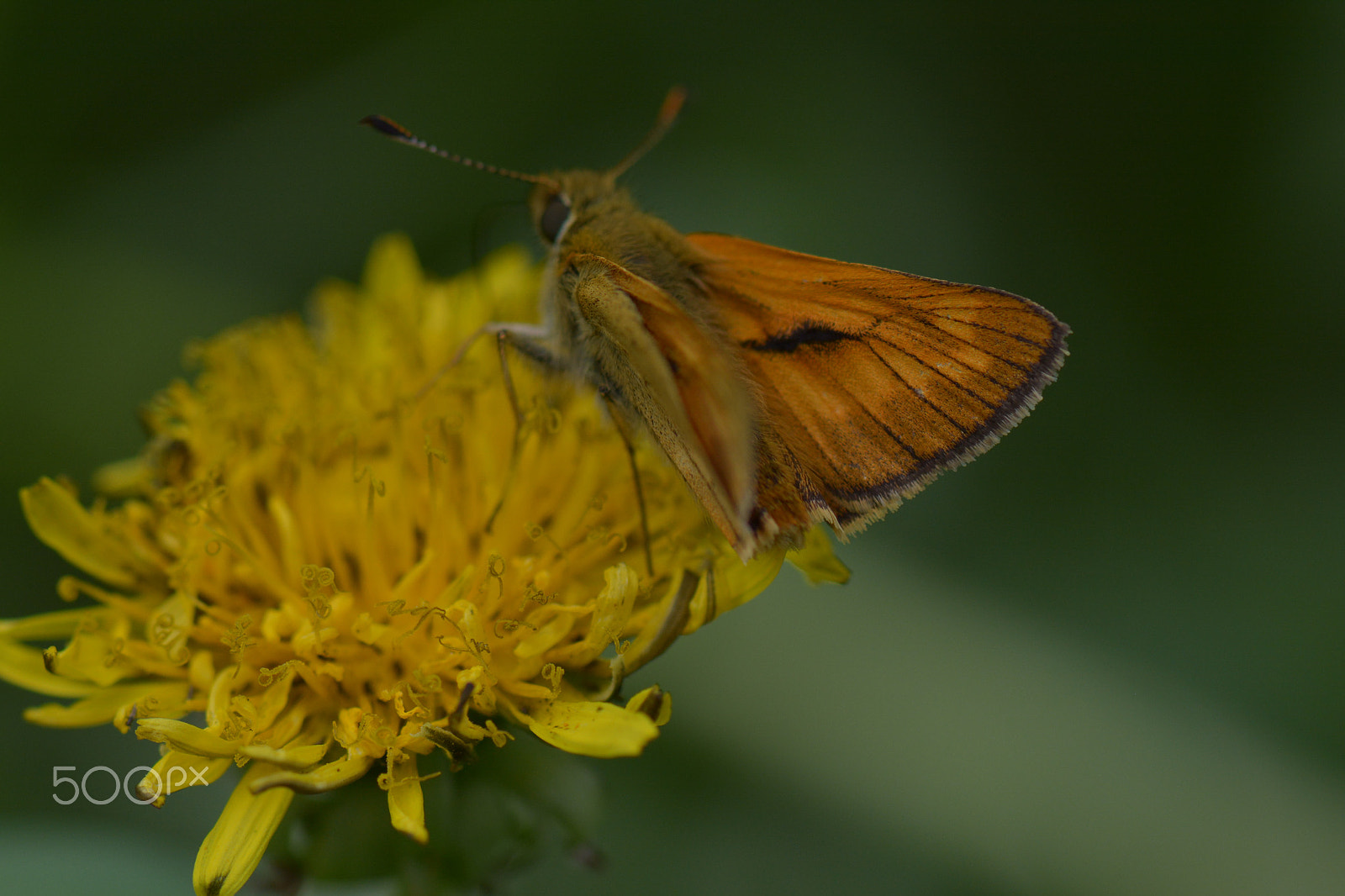 Nikon D7100 + Nikon AF-S Micro-Nikkor 105mm F2.8G IF-ED VR sample photo. A orange butterfly on a yellow flower. photography