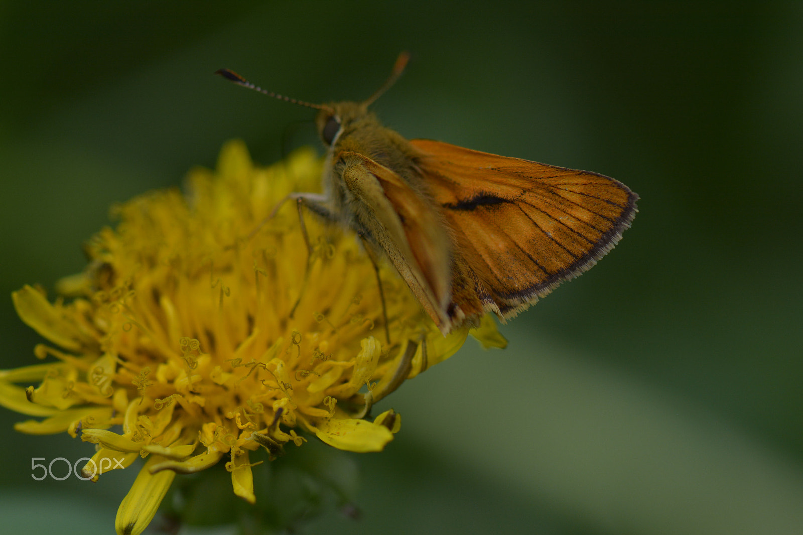 Nikon AF-S Micro-Nikkor 105mm F2.8G IF-ED VR sample photo. A orange butterfly on a yellow flower. photography
