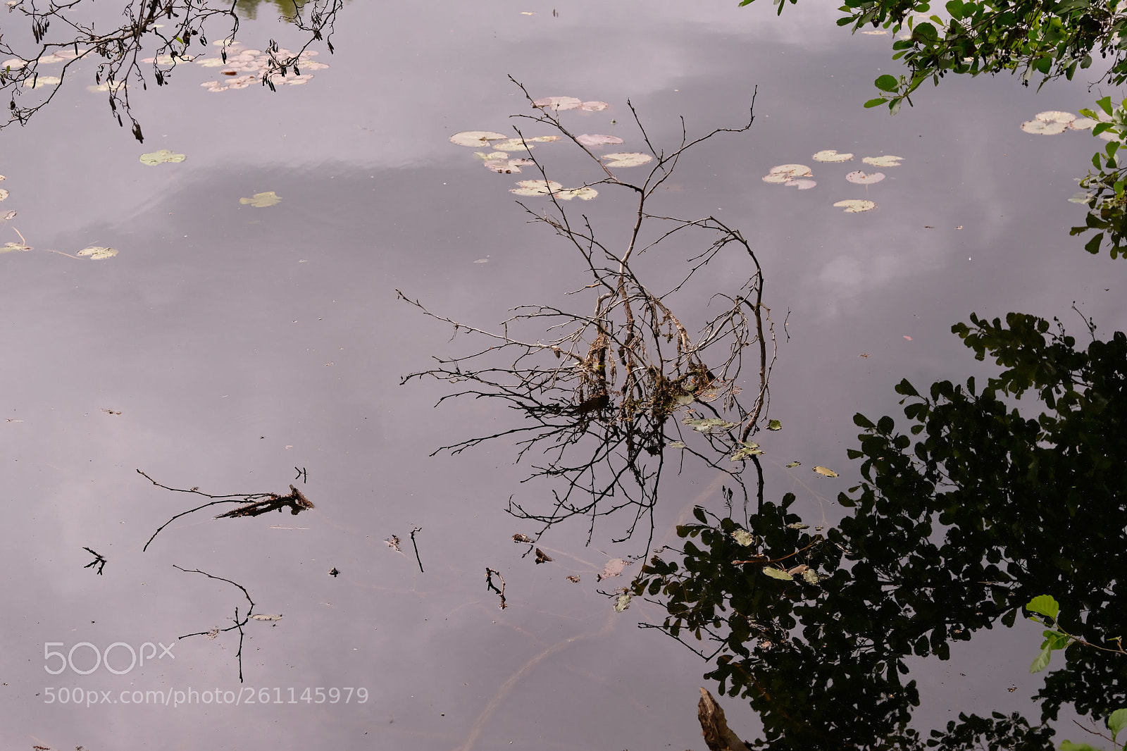 Fujifilm X-T2 sample photo. Branches photography