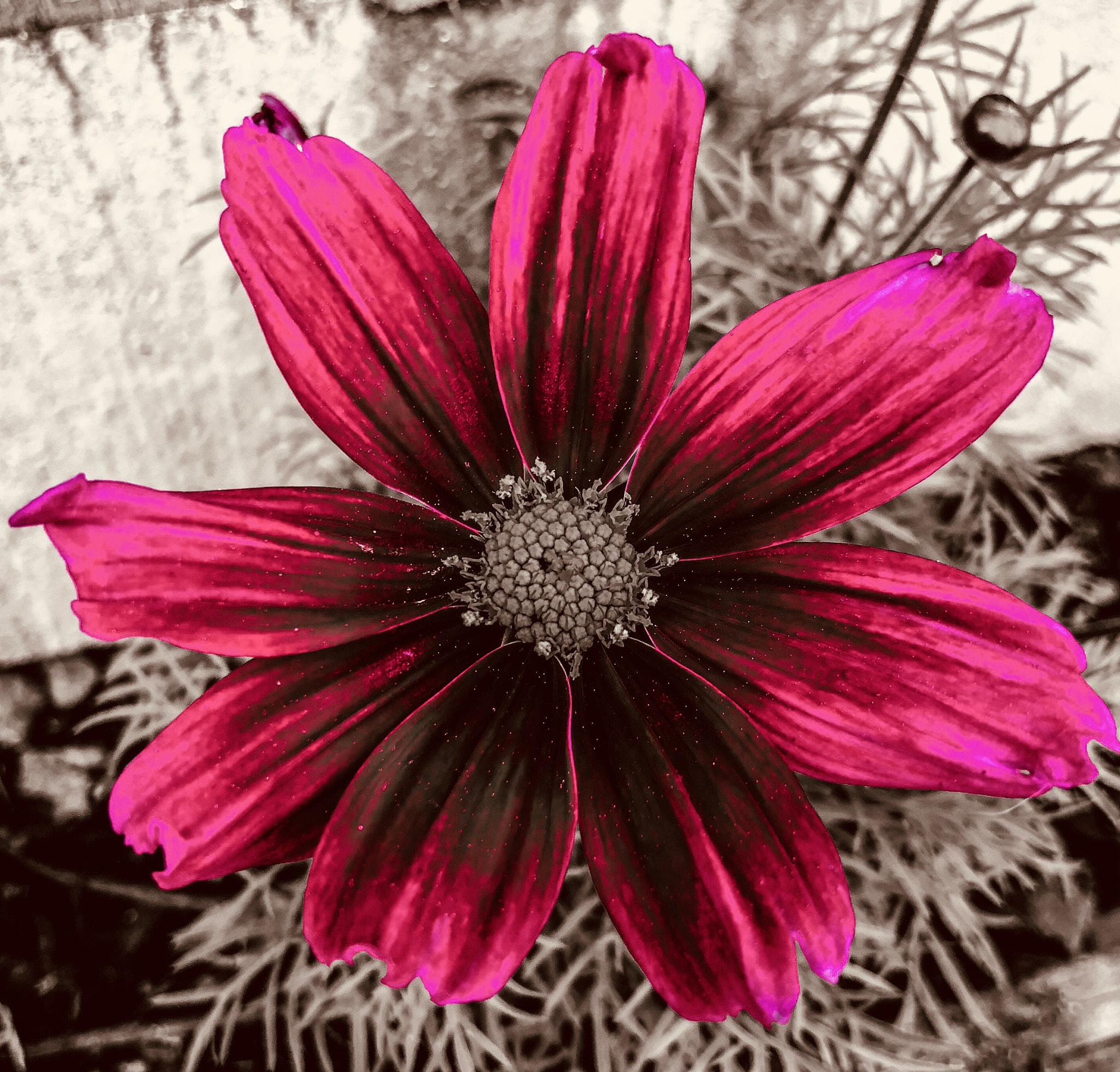 Apple iPhone 8 sample photo