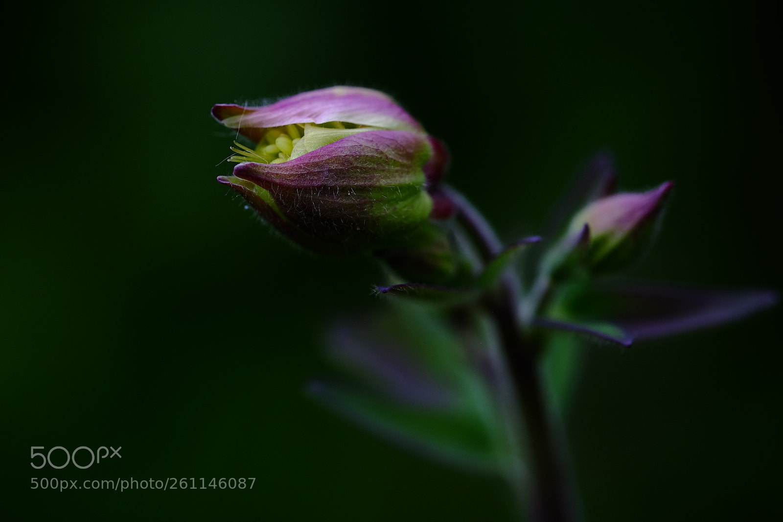 Fujifilm X-T10 sample photo. 576 photography