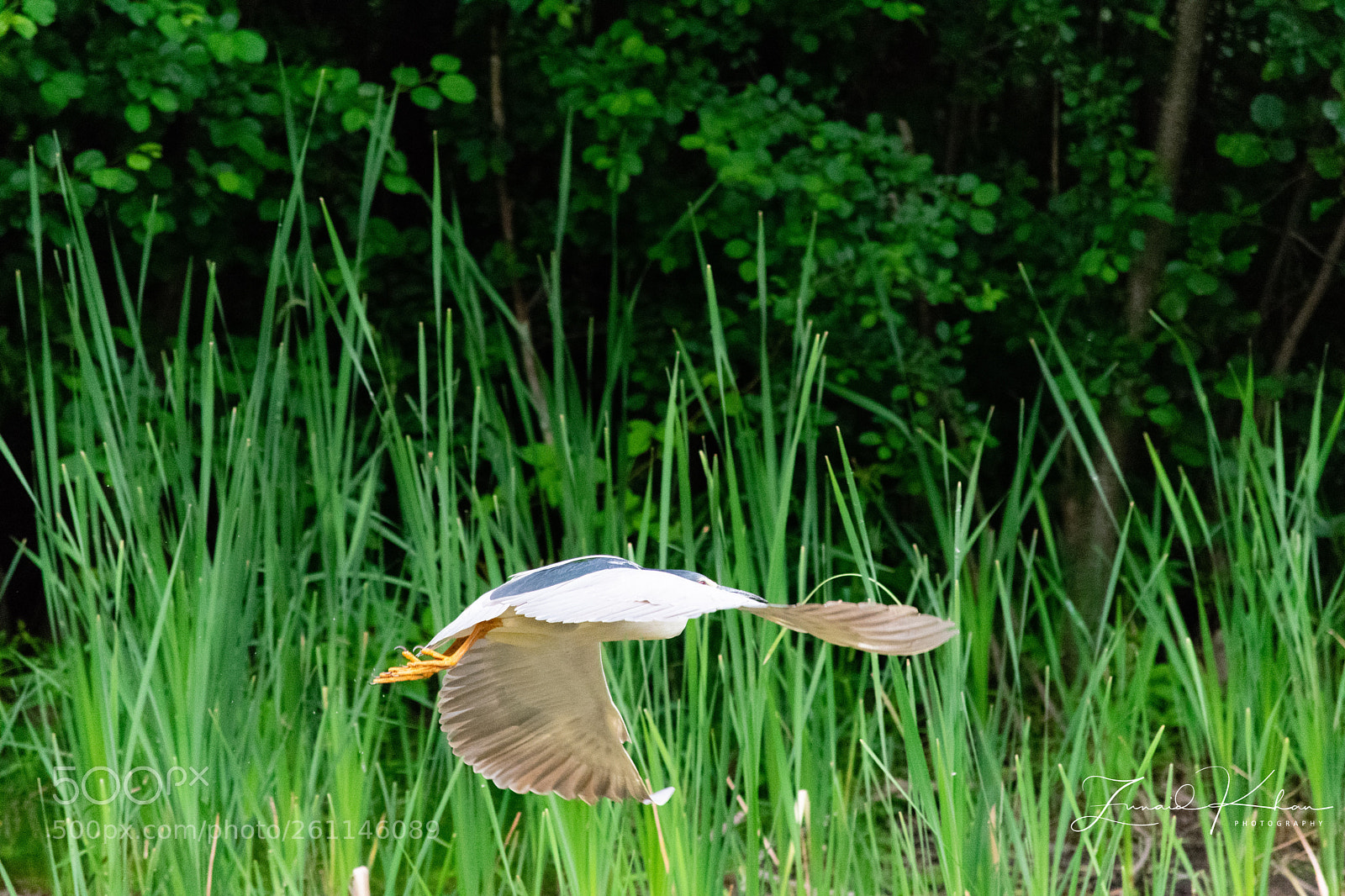 Nikon D3400 sample photo. Wing edge photography