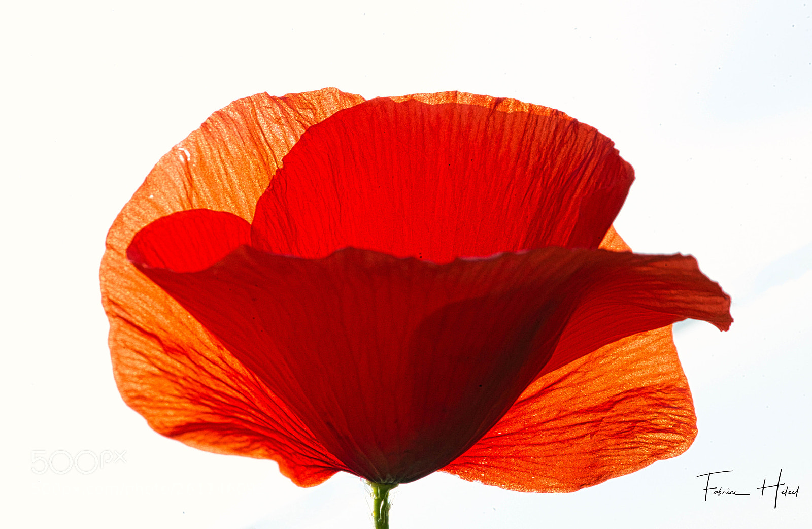 Nikon D800E sample photo. Coquelicot photography