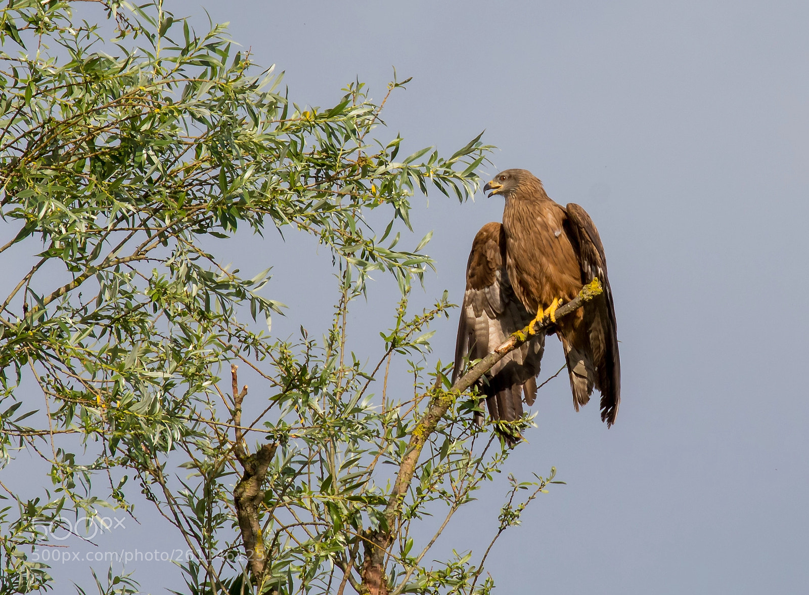 Canon EOS 5D Mark IV sample photo. Schwarzmilan black kite milvus photography
