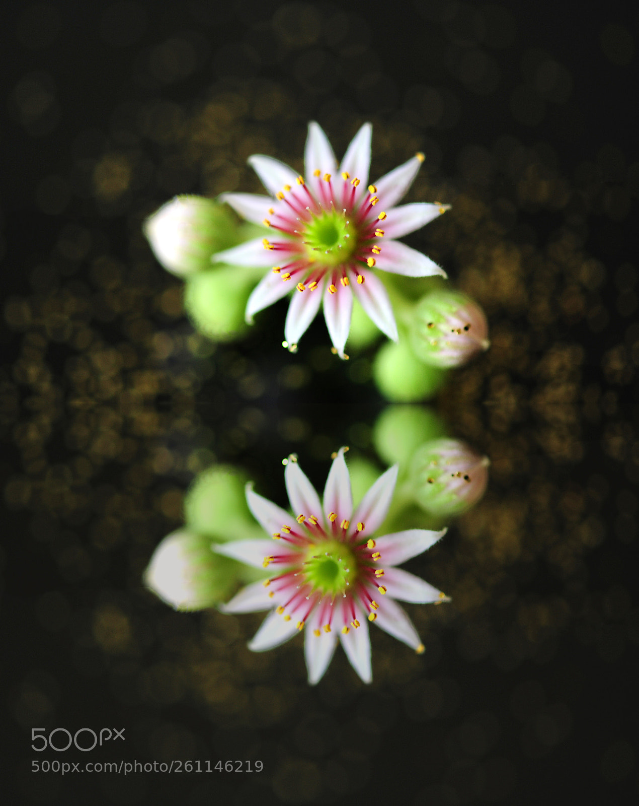 Nikon D700 sample photo. Flower photography