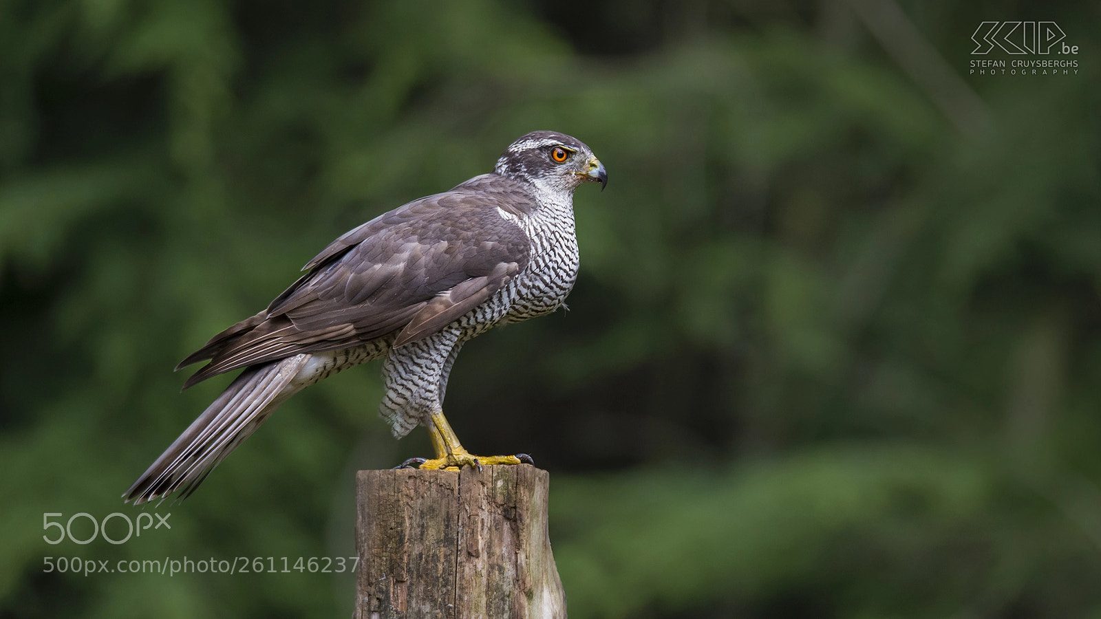 Nikon D610 sample photo. Hawk photography