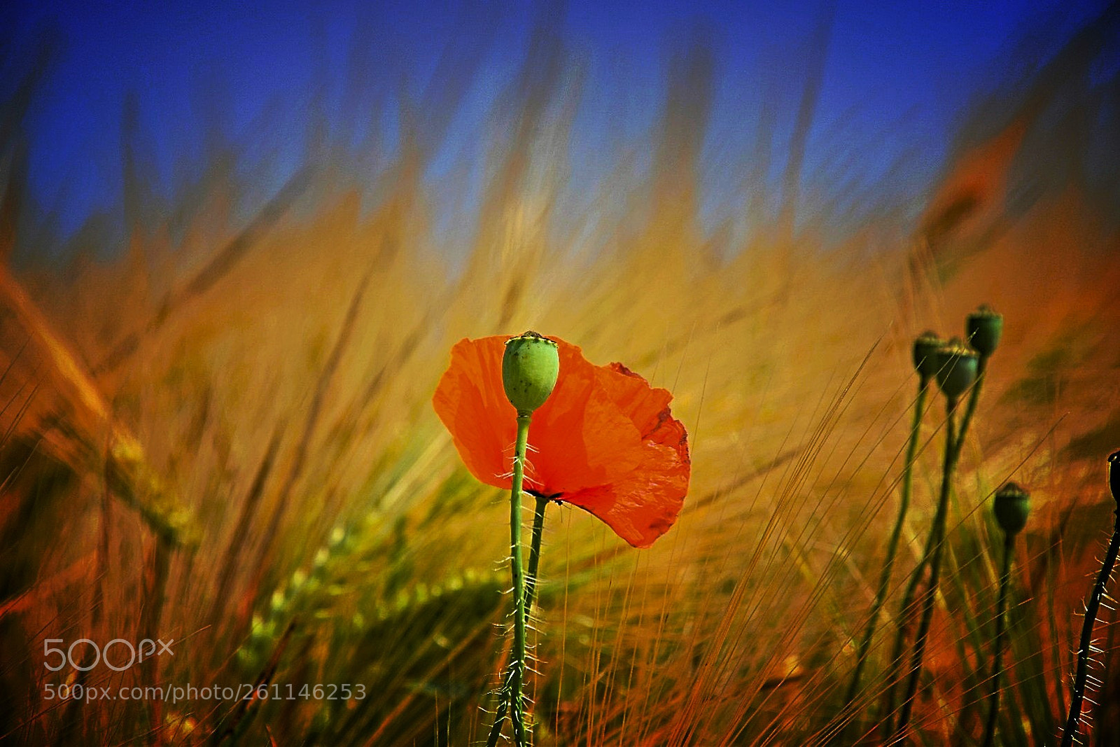 Nikon D5300 sample photo. Klatschmohn im getreidefeld! photography