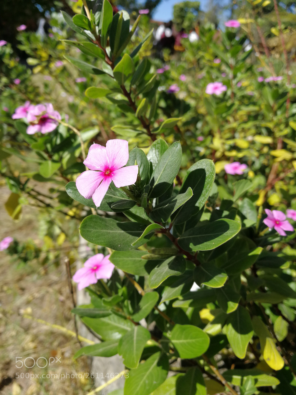 HUAWEI P10 sample photo. Flower photography