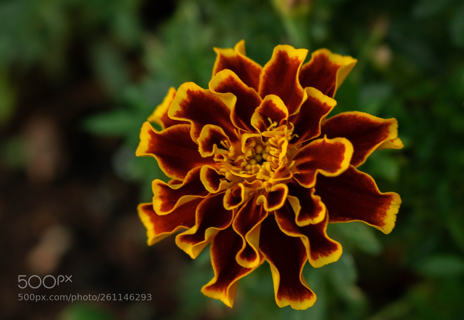 Canon EOS 750D (EOS Rebel T6i / EOS Kiss X8i) sample photo. Stunning flower photography