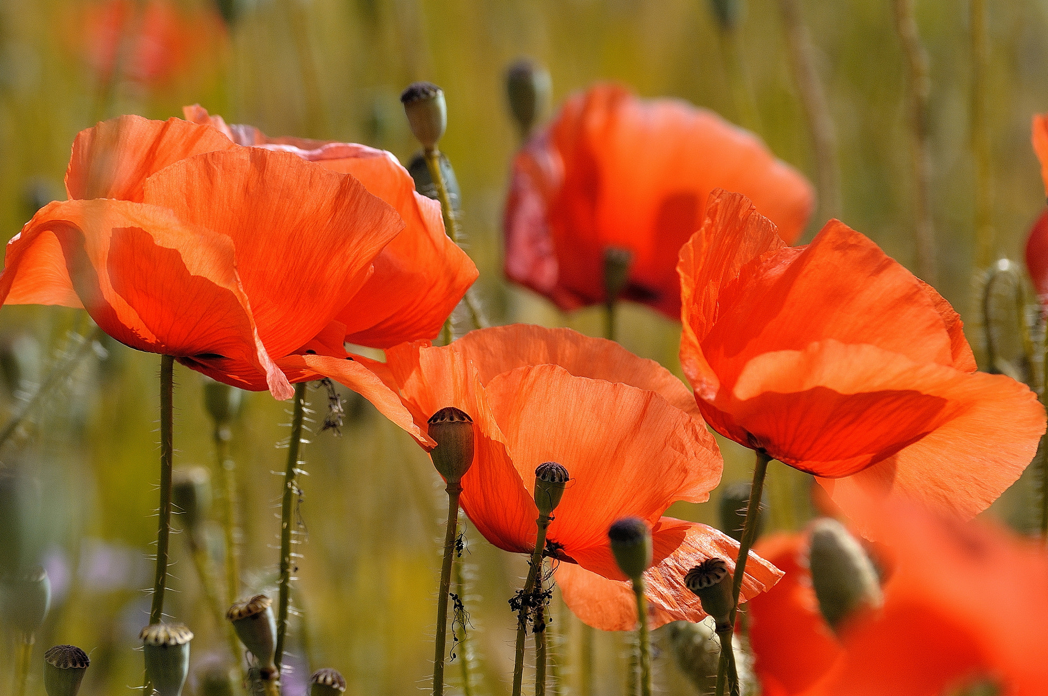 Nikon D5000 sample photo. Again poppies photography