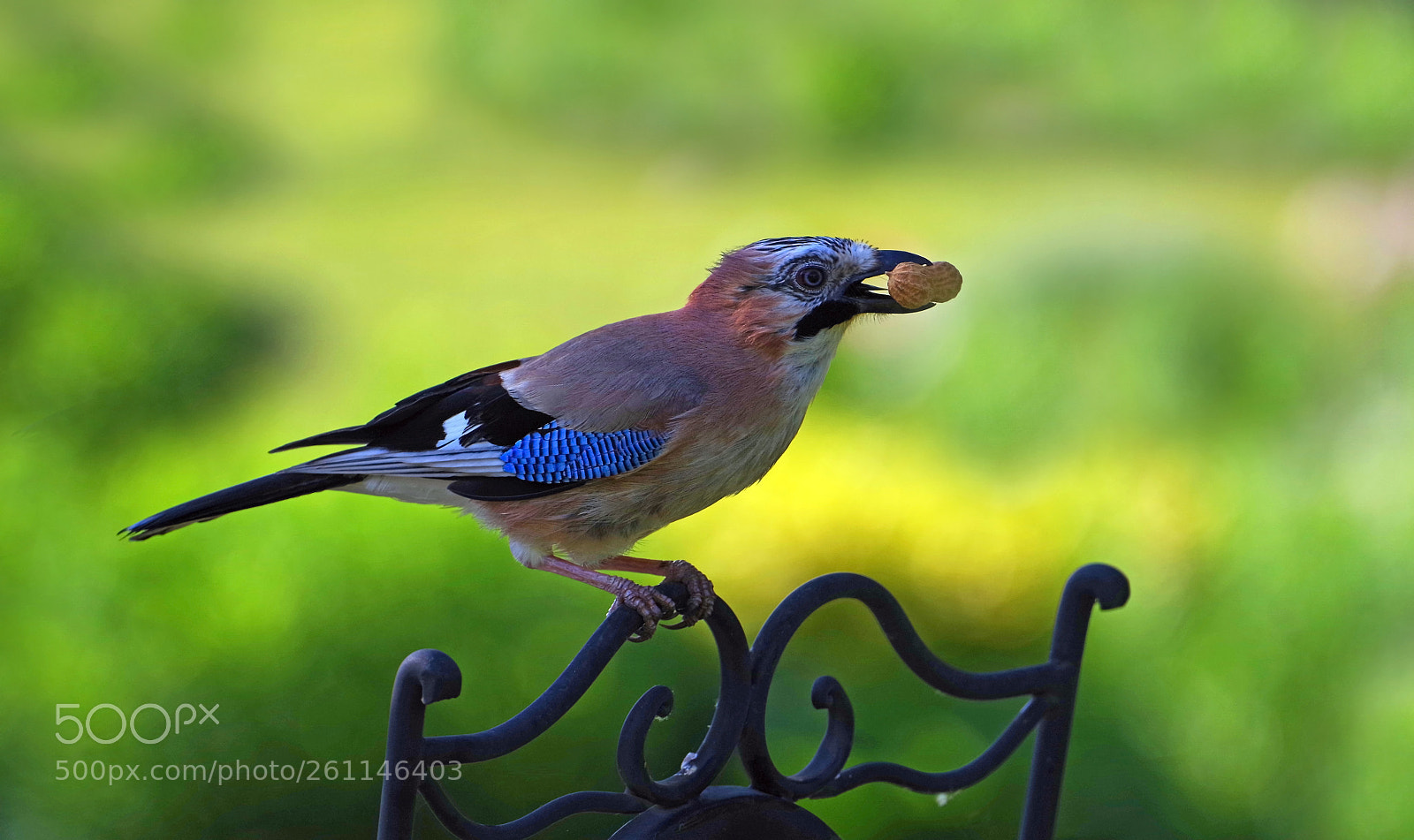 Pentax K-1 sample photo. Der nussknacker photography