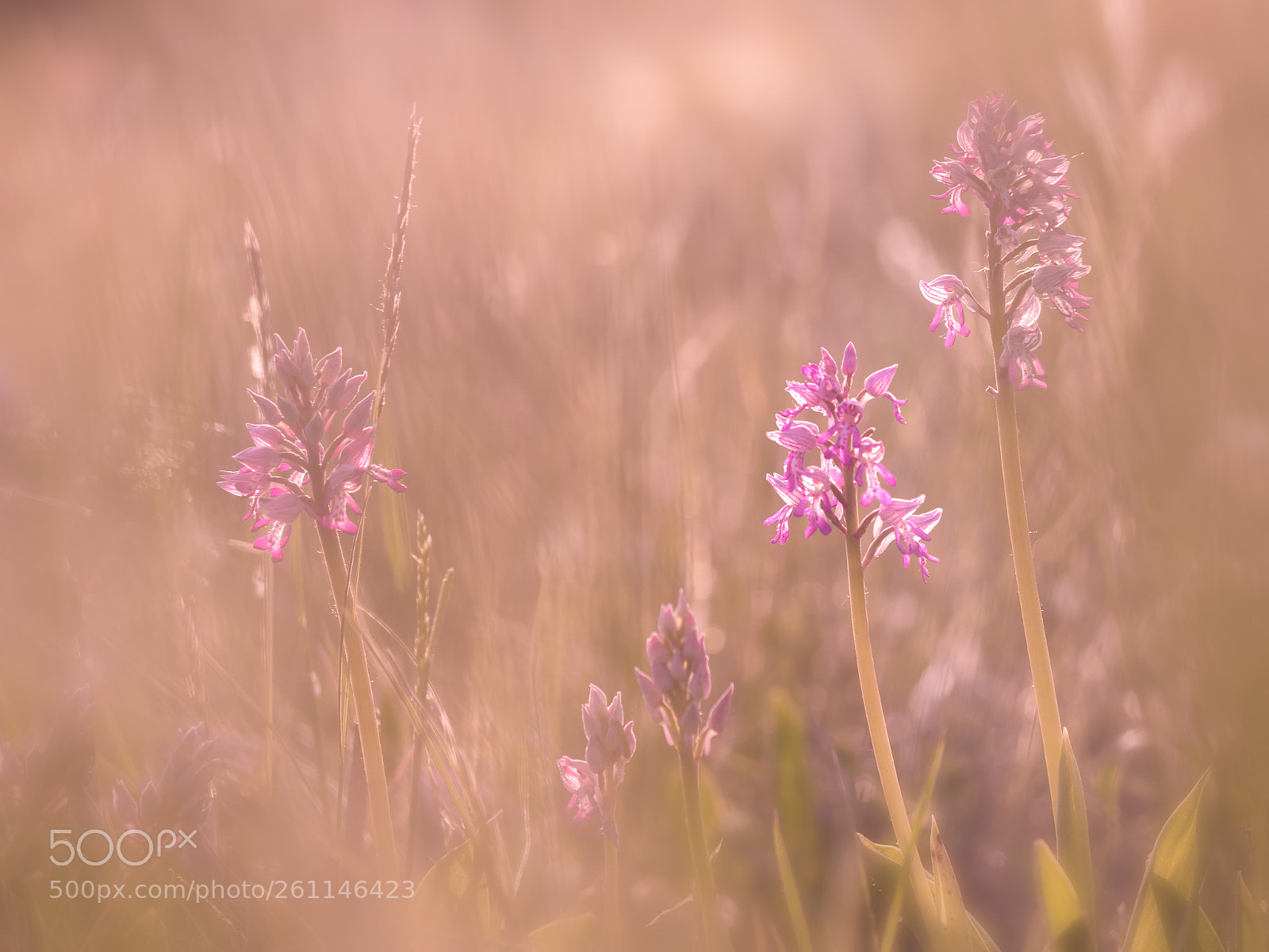 Olympus OM-D E-M5 II sample photo. Growing in the light photography