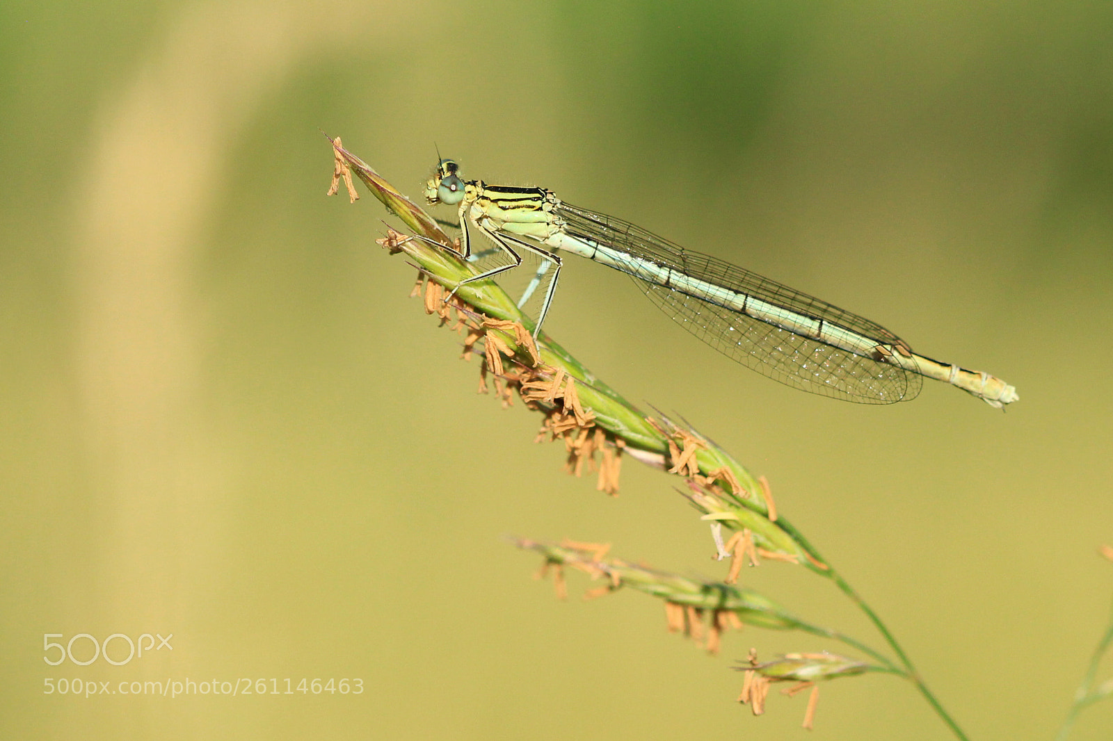 Canon EOS 700D (EOS Rebel T5i / EOS Kiss X7i) sample photo. Waterjuffer photography