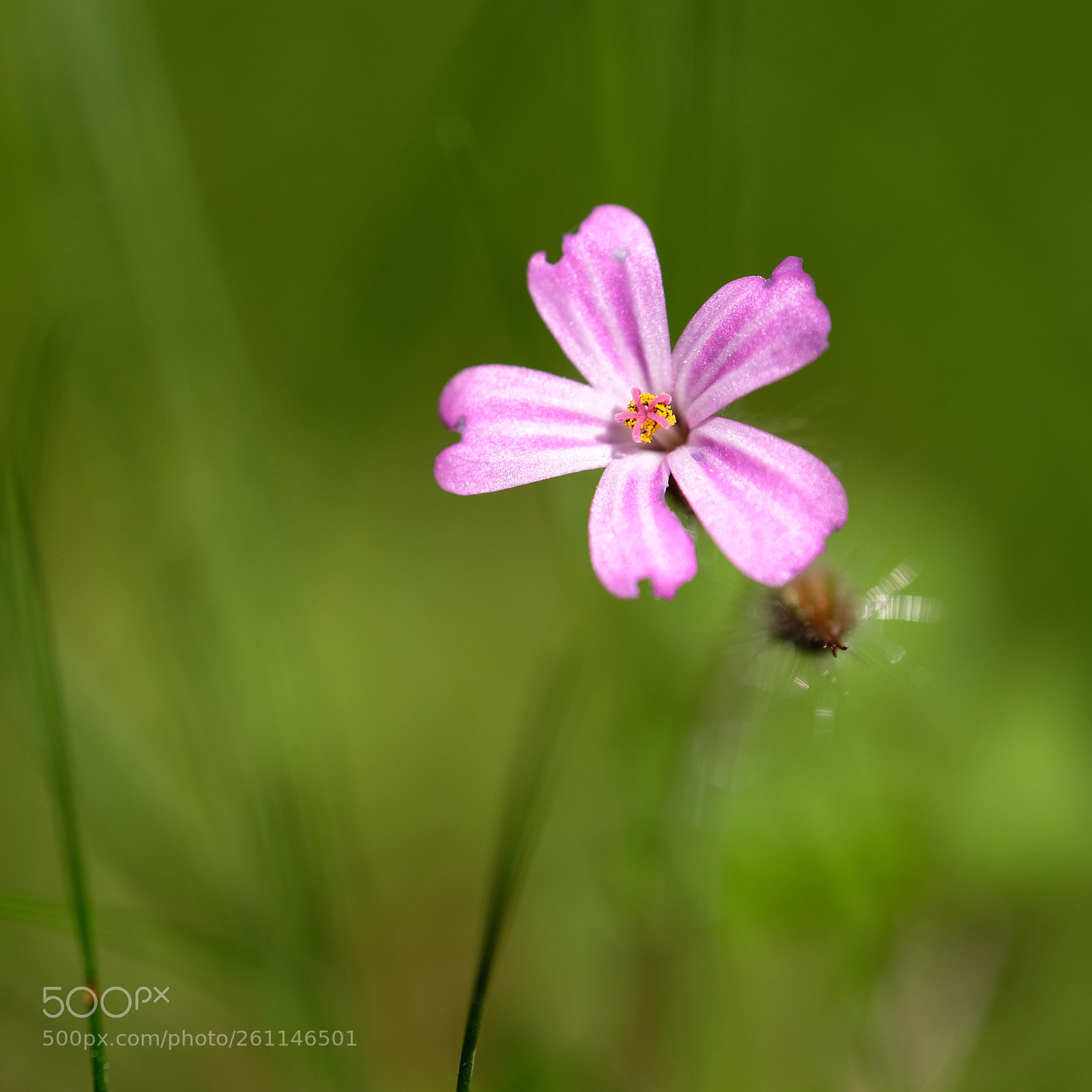 Fujifilm X-T2 sample photo. Flower head photography