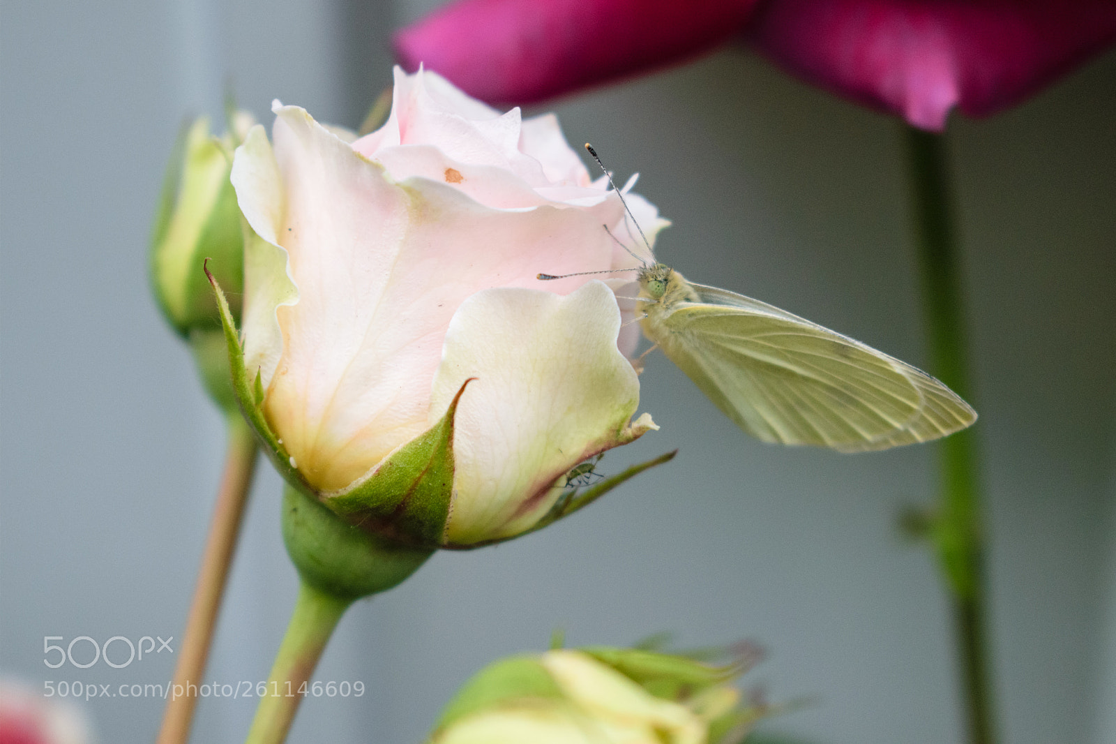 Nikon D5300 sample photo. B.day photography