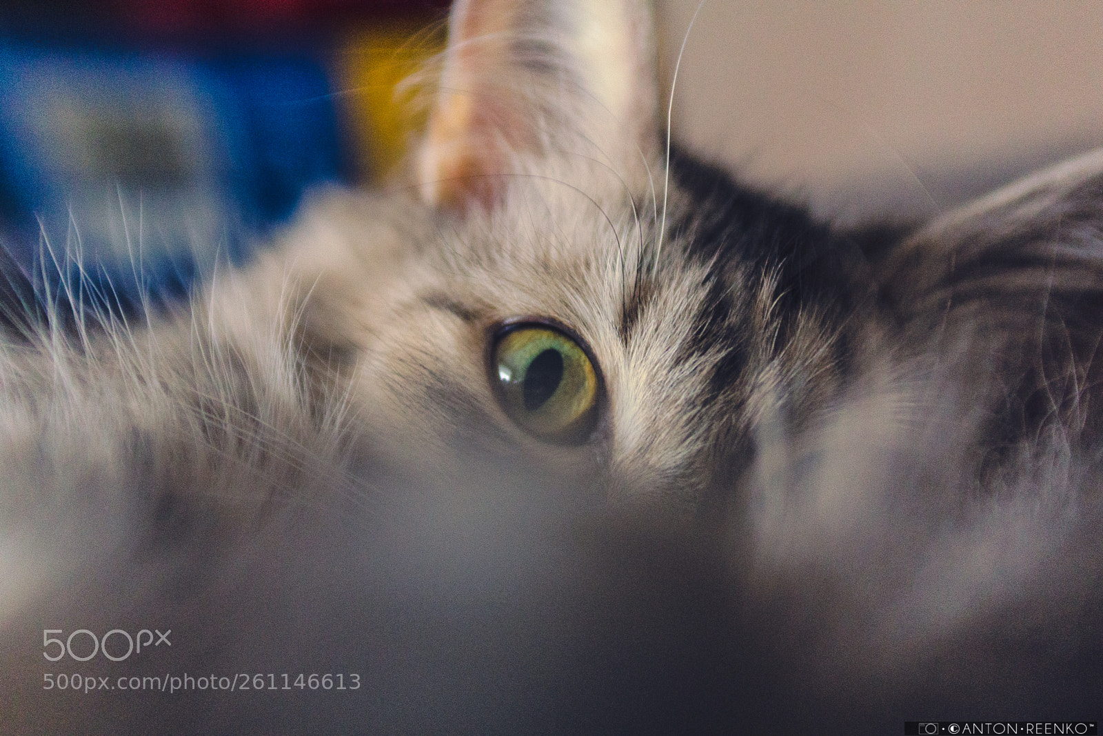 Canon EOS 60D sample photo. Cat photography
