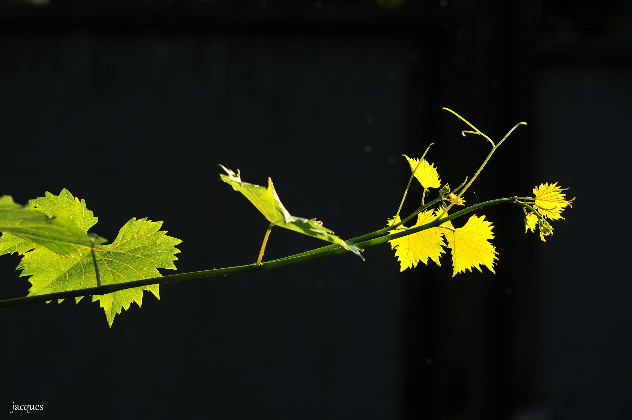 Nikon D300 + Sigma 105mm F2.8 EX DG Macro sample photo. Playing with light photography