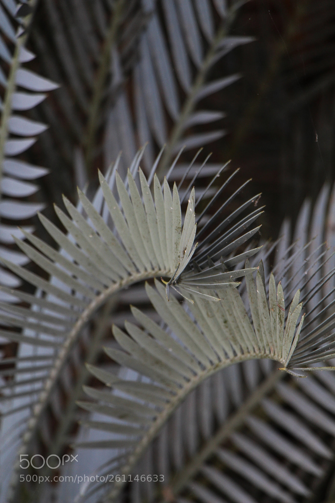Canon EOS 650D (EOS Rebel T4i / EOS Kiss X6i) sample photo. Nature details photography