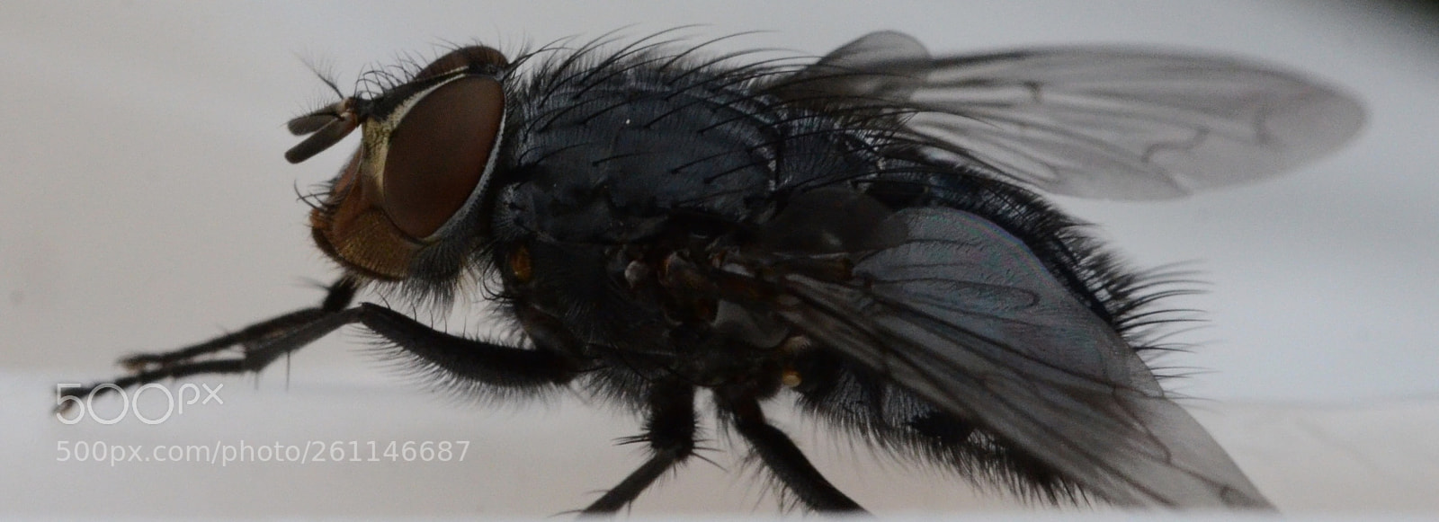 Nikon D7000 sample photo. Fly by photography