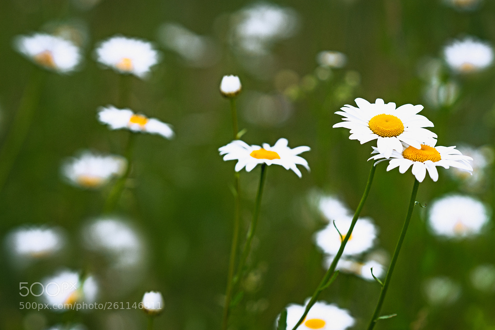 Sony a7R III sample photo. Wild in the wind photography