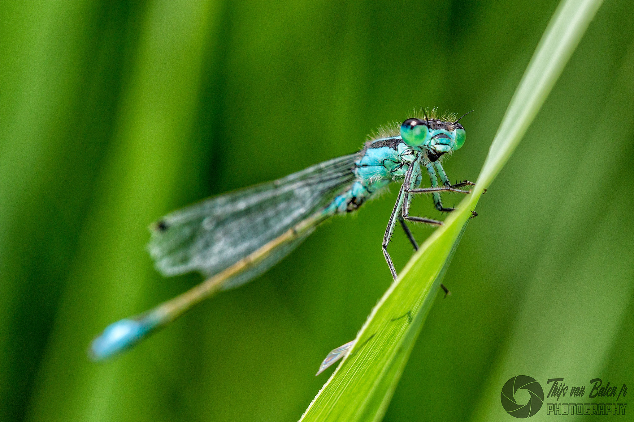 Canon EOS-1D Mark IV sample photo. Lantaarntje (ischnura elegans) photography