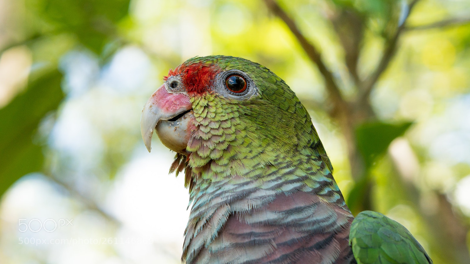 Sony a6300 sample photo. Green parrot photography