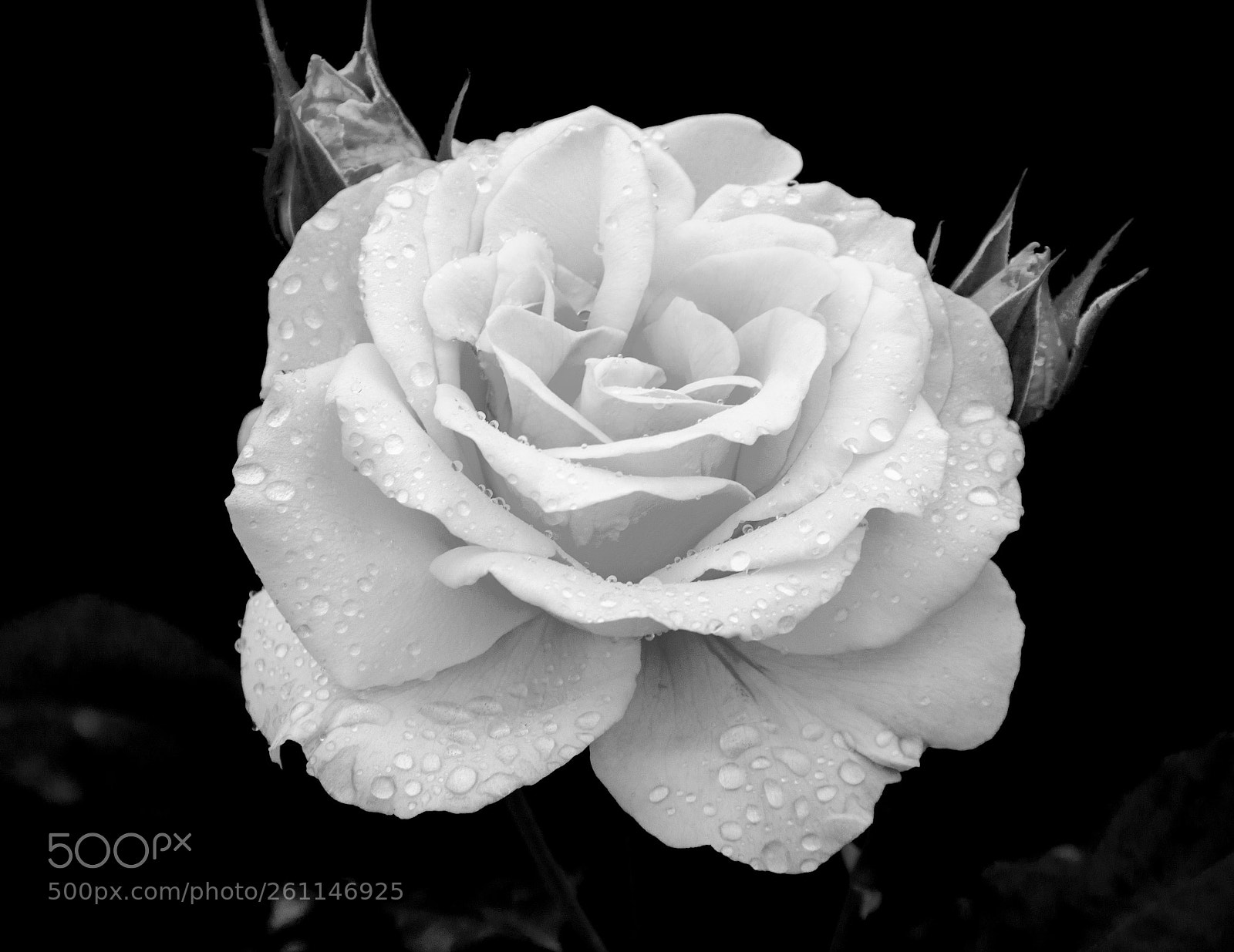 Nikon D7100 sample photo. Johann strauss rose photography