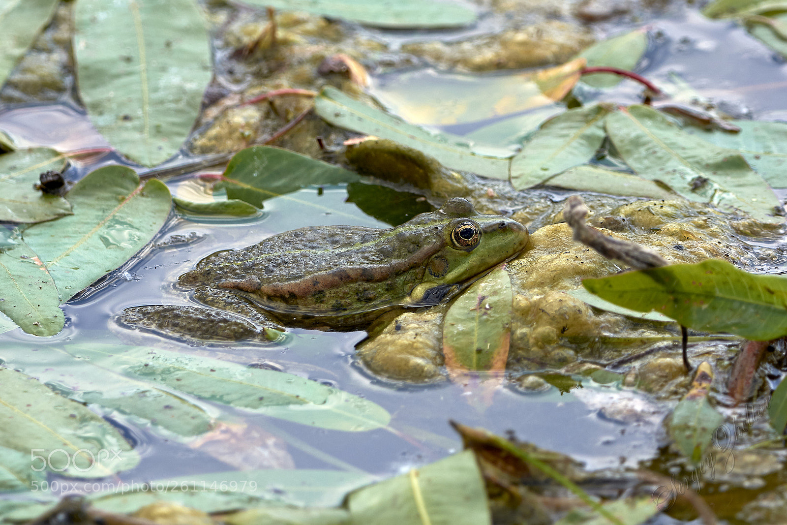 Nikon D7100 sample photo. Nirvana photography
