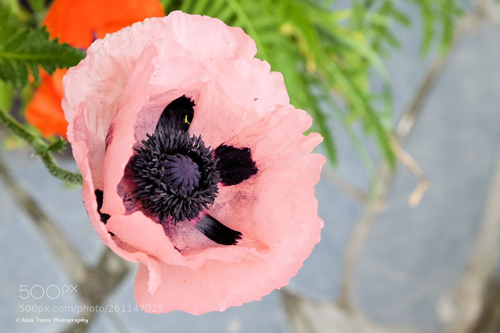 Fujifilm X-T1 sample photo. Pink photography