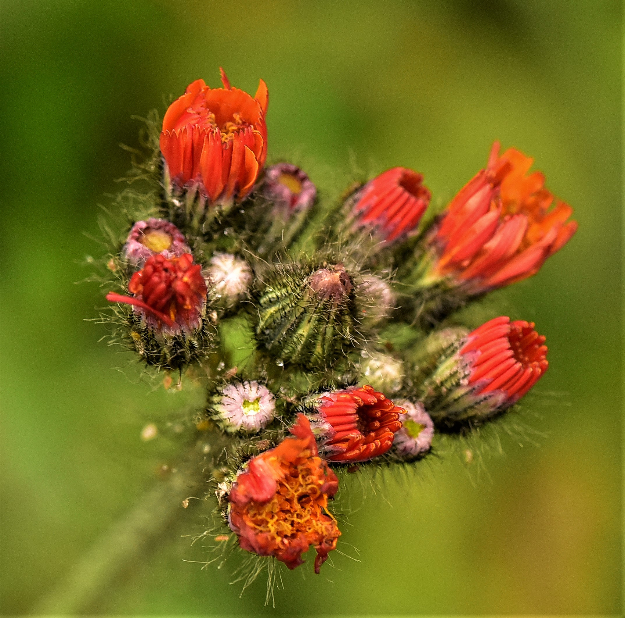 Sigma 105mm F2.8 EX DG OS HSM sample photo. Blumen photography