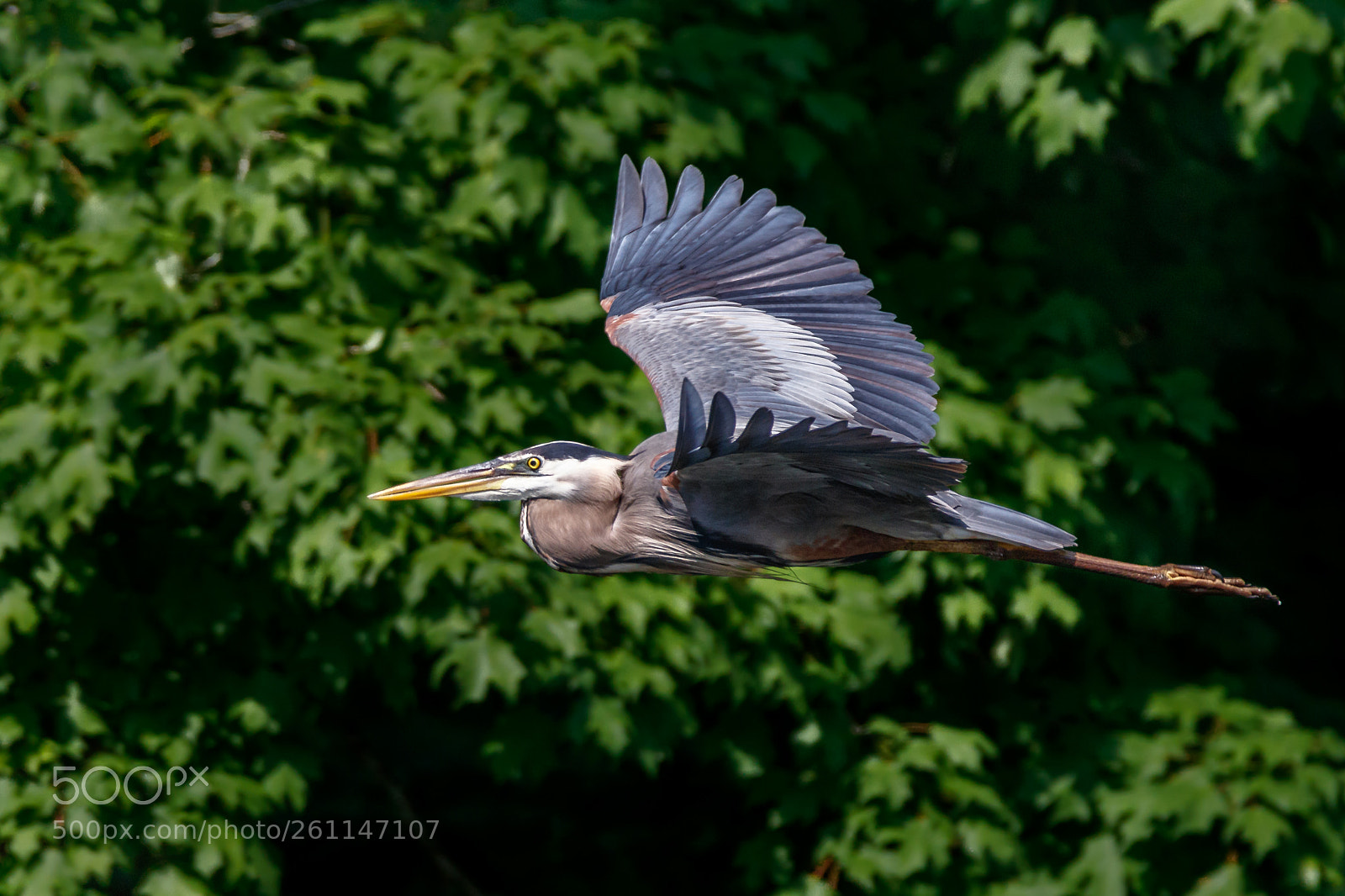 Canon EOS 80D sample photo. Flight of a great photography