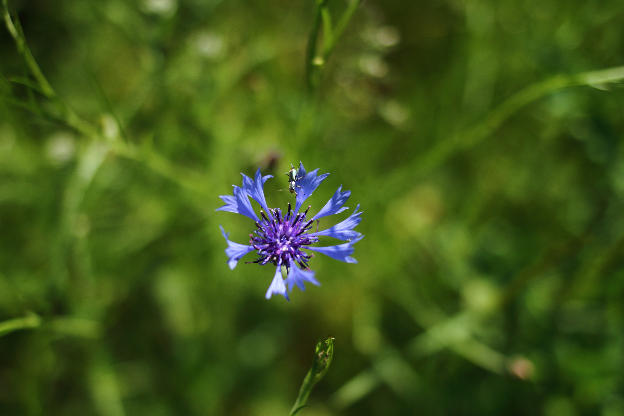 Canon EOS 7D + Canon EF 35mm F2 IS USM sample photo