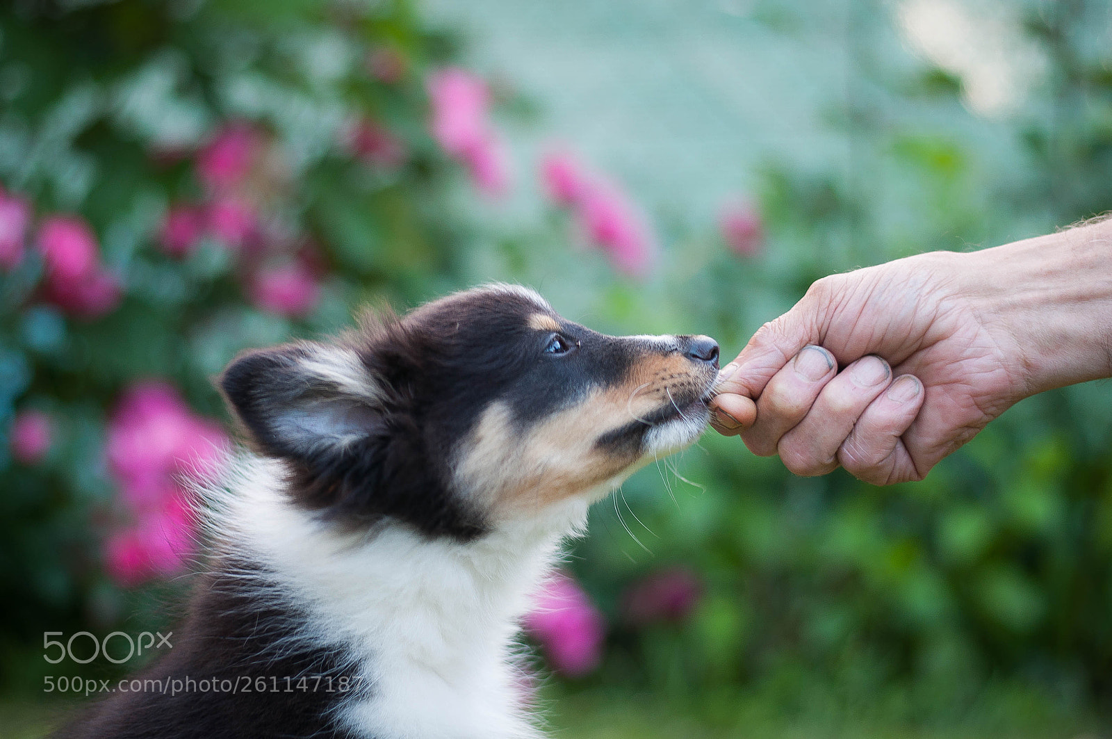 Nikon D5000 sample photo. Sheltie puppy photography