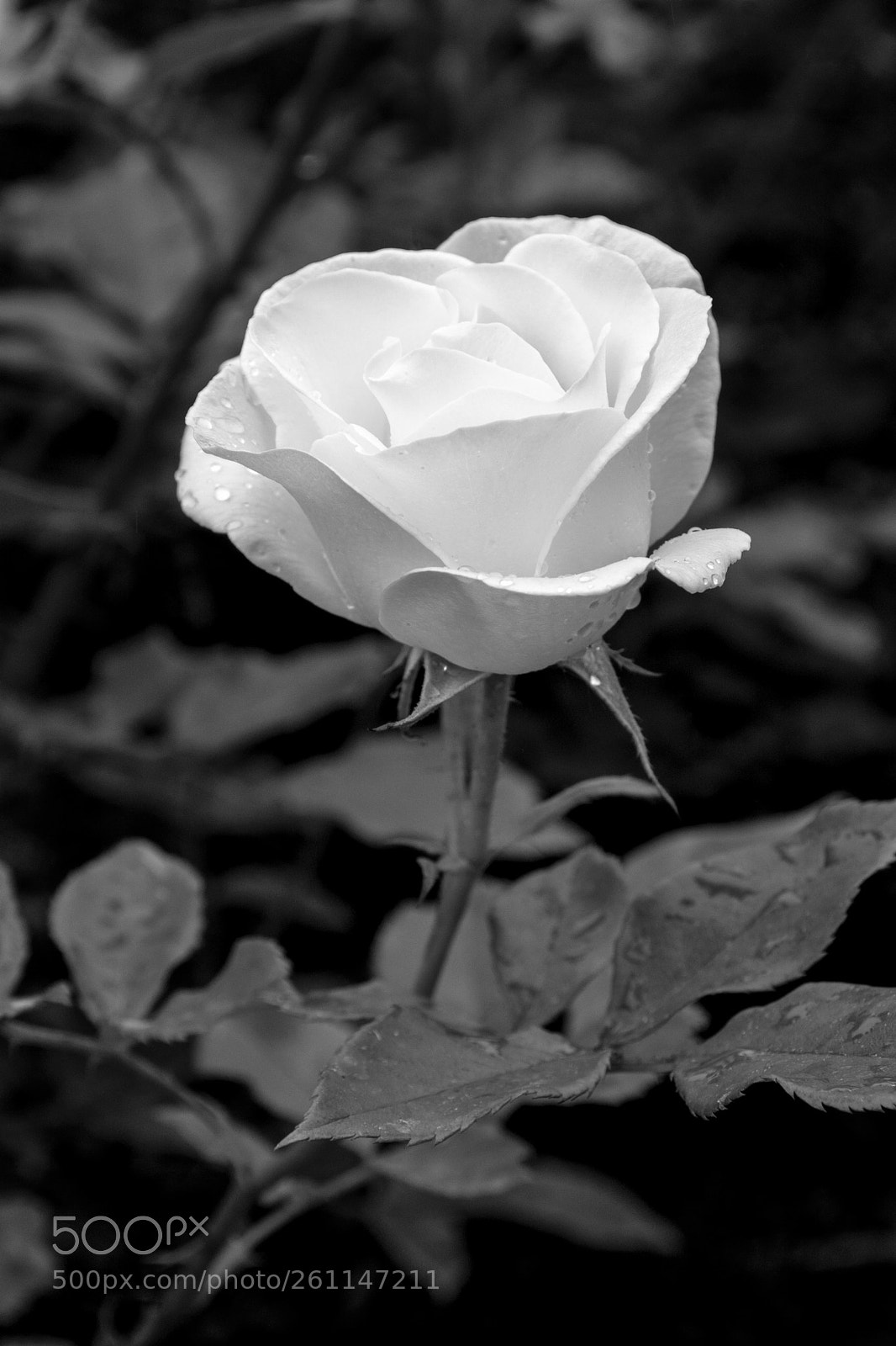 Nikon D7100 sample photo. Class act rose photography