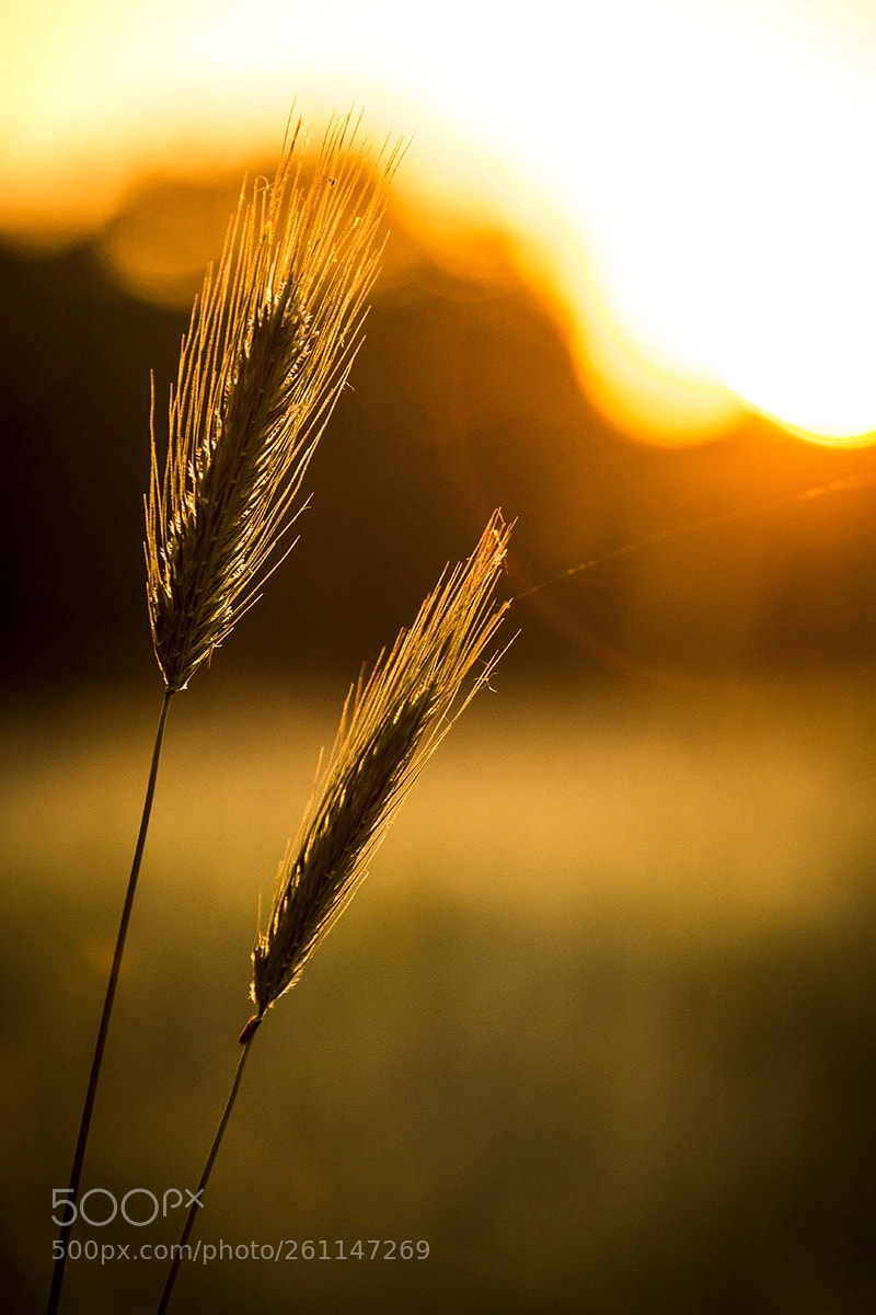 Canon EOS 6D sample photo. Sunset over the wheat photography