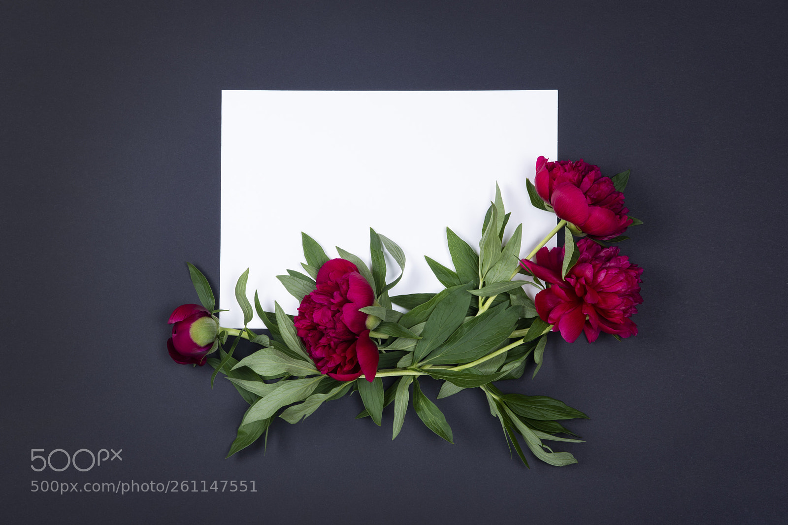 Nikon D5500 sample photo. Top view of sheet photography