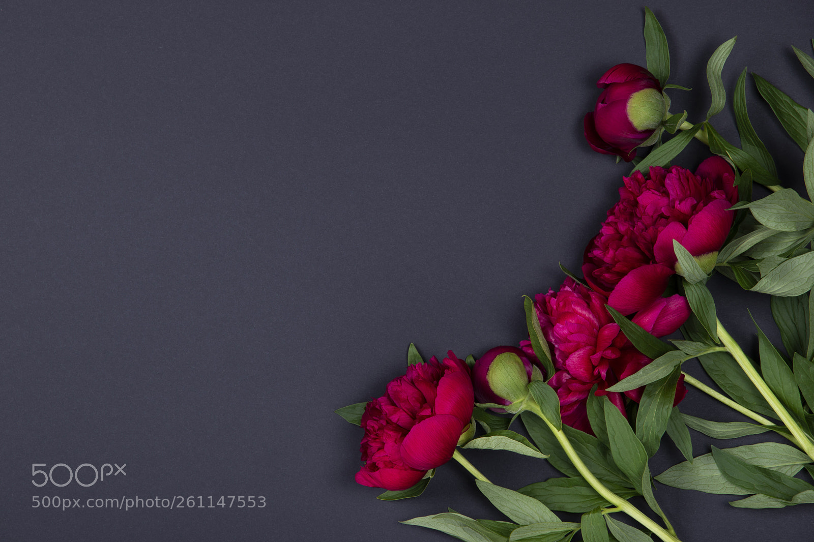 Nikon D5500 sample photo. Peonies flowers on dark photography