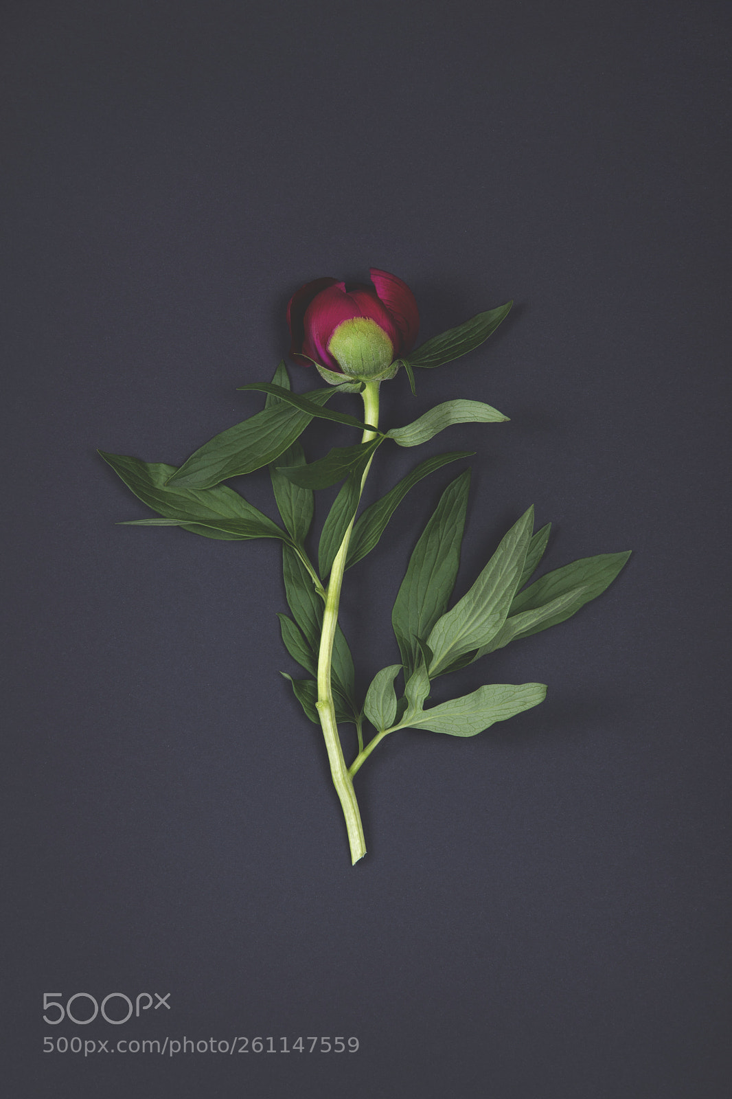 Nikon D5500 sample photo. Beautiful peony flower on photography